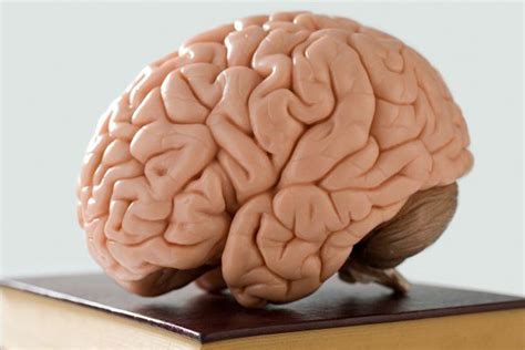Plaatje Hersenen Menselijk Lichaam Knutselen Hersenen De Hersenen My