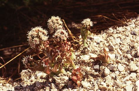 Vestibular migraine, migrainous vertigo, migraine with vestibular aura) Alpen-Pestwurz (2) | Alpen-Pestwurz | Flora | Natur im ...