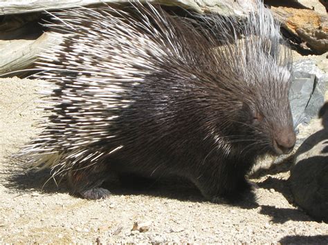 African Crested Porcupine Bransons Wild World