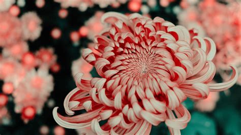 Flower Pink Macro Closeup Bloom 4k Hd Wallpaper