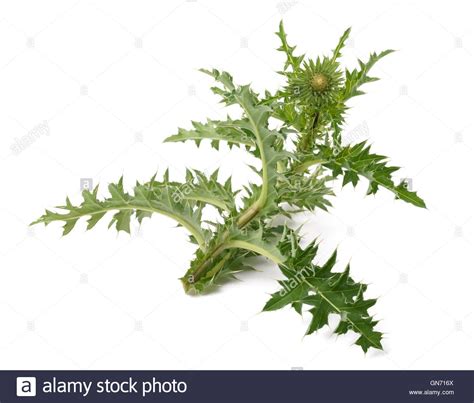 Thistle Cut Out Stock Images And Pictures Alamy