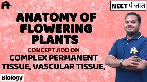 Anatomy Of Flowering Plants Class 11 Biology Neet Complex Permanent