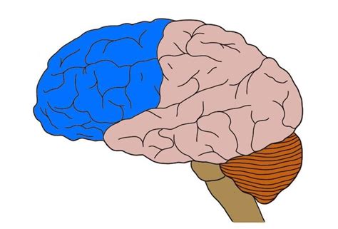 Frontal Lobe Definition Neuroscientifically Challenged