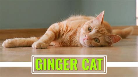 Ginger Cat Complete Facts About The Tabby Cat Petmoo