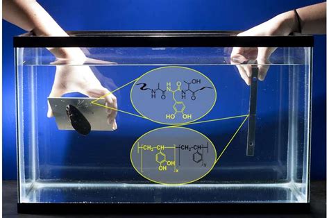 New Biomimetic Glue Shows High Strength Bonding Under Water