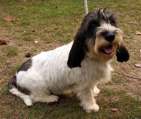 Petit Basset Griffon Vendeen Dog Breeds Dogs Best Dog Breeds