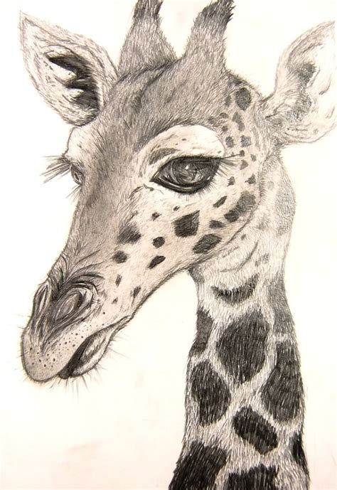 Giraffe Drawing By Namiiru On Deviantart