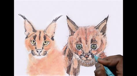 How To Draw Caracals By Scribbling Caracal Ghost Youtube