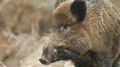 Un Chasseur Bless Par Un Sanglier