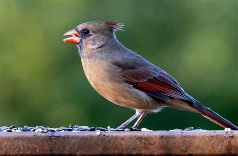 How To Attract Cardinals To Your Backyard Tips And Tricks