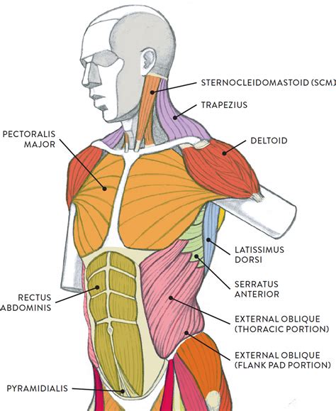 Torso Muscles Anatomy Drawing Artstation Male Torso A Vrogue Co