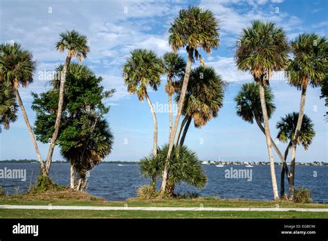 Cabbage Sabal Palm Palms Tree Trees Water Scenery Hi Res Stock
