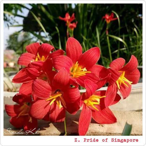 See more of rain (singapore clouds) on facebook. Rain Lily Pride of Singapore Bulb buy online india at ...