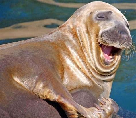 Funny funny, the meme generator: Show Me Your Happy Face! (30 Photos) - FunCage