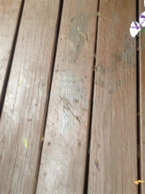 Behr Deck Stain Review | Best Deck Stain Reviews Ratings