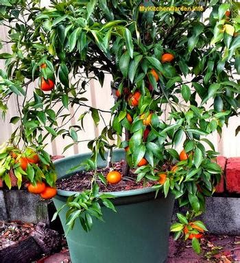 Maybe you would like to learn more about one of these? How to Grow Fruit Trees in Pots