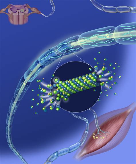 Fasciculations Archives Jackie Heda Biomedical And Scientific Visuals