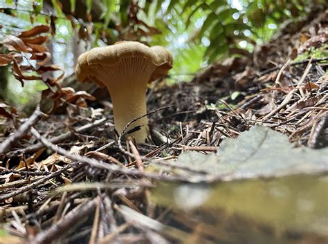 Foraging Chanterelle Mushrooms In Washington