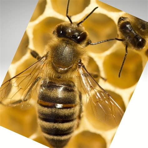Honey Bee Pollination Facts Carolina Honeybees