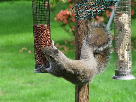 Looking for the best bird feeders on the market? How To Squirrel Proof A Bird Feeder: A Frustrated Husband ...