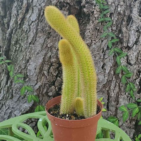 The rat tail cactus (aporocactus flagelliformis) grows long, trailing stems that can reach 6 feet in length. Cleistocactus winteri Golden Monkey Tail Cactus - Shop ...