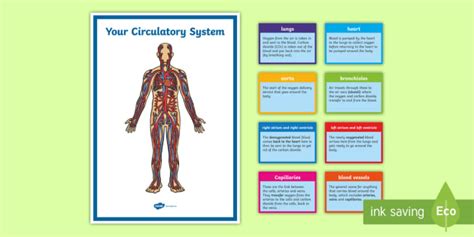 Circulatory System Parts For Kids