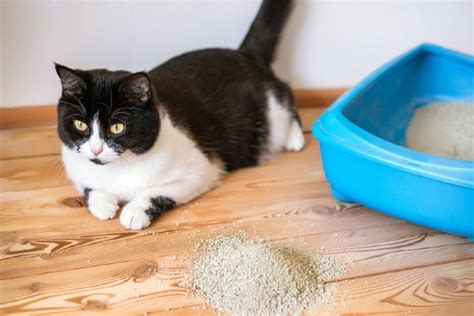 Why Does My Cat Poop Outside The Litter Box 7 Potential Causes Pet Keen