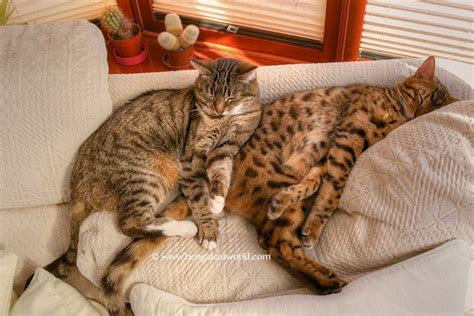 Check spelling or type a new query. bengal cat tufted ears - Bing images | Bengal | Pinterest ...