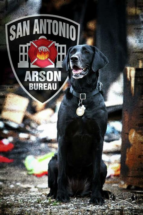 SAFD 'hero dog' needs your votes