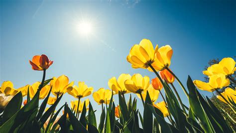 15 Scientific Reasons Spring Is The Most Delightful Season Mental Floss