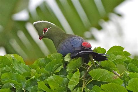 Knysna Turaco Eastern Cape South Africa Knysna South Africa Africa