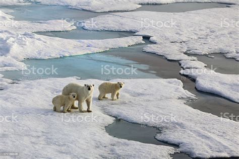 Stock Fotografie Tři Lední Medvědi Na Ledovém Toku Stáhnout Obrázek