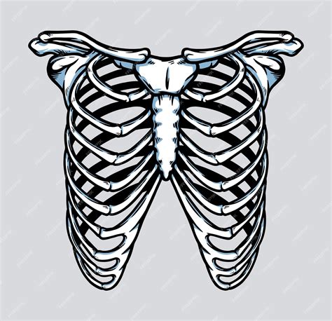 Premium Vector Human Skeleton Rib Cage Anatomy Illustration