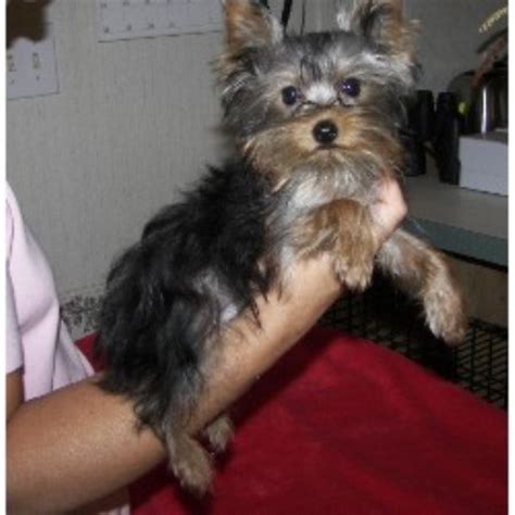 The yorkie doesn't look like a product of the working class, nor do they look like a dog who the waterside terrier was one of their early relatives; Petite Pups, Yorkshire Terrier Breeder in Loganton ...