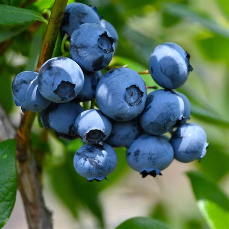 Woodard Rabbiteye Blueberry Bush 25 Gallon Fruit Bearing Deciduous