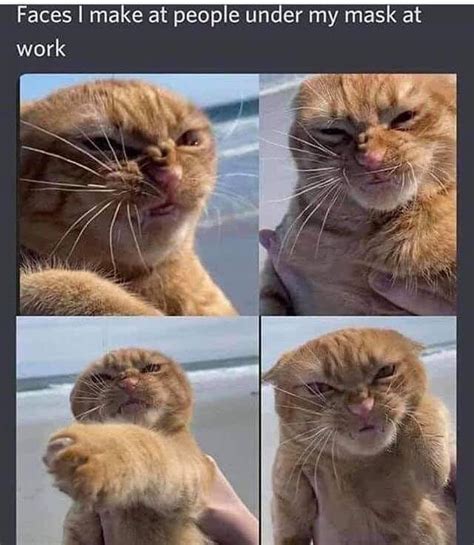 Angry Cat Meme By Thechocoholic Memedroid