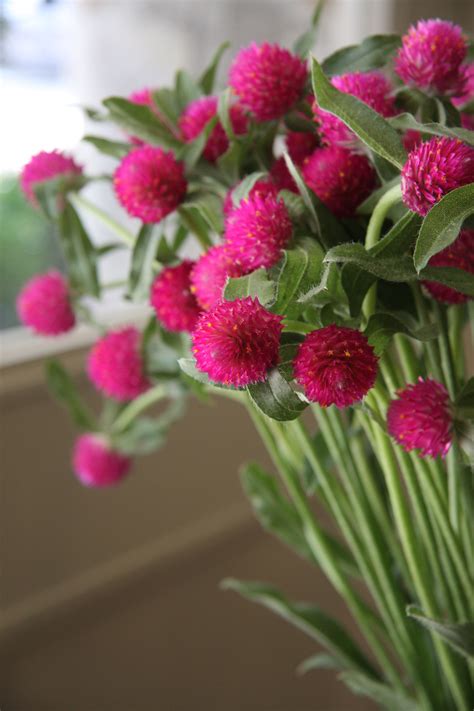 Pink Salmon 50 Seeds Glamaours Globe Amaranth Mix Color ~ White And