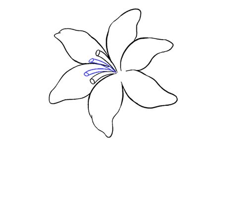 How To Draw A Lily In A Few Easy Steps Easy Drawing Guides