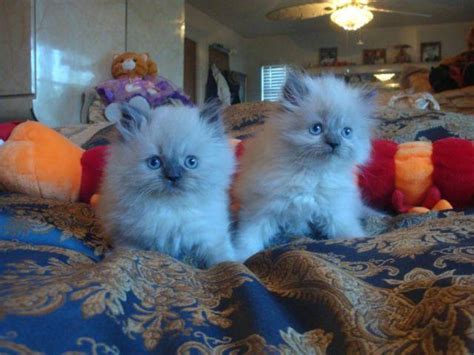 Check out this beautiful seal point himalayan kitten! Blue-Point Himalayan-Persian Kittens for Sale in Tampa ...