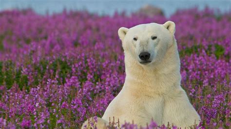Polar Bears Frolic In Flowery Fields In Wildlife Photos Captured By Dennis Fast