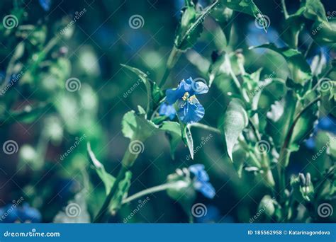 Cute Little Blue Flowers On Green Background Stock Photo Image Of