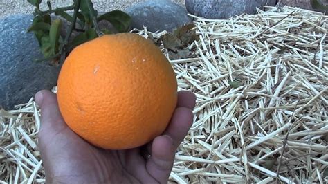 Navel Orange Tree For Great Health Growing Citrus Organically In Your
