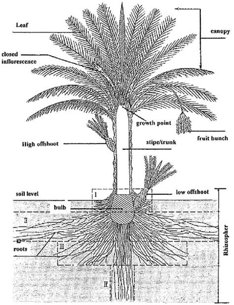 Botany The Mystery Of Coconut Tree Biology Stack Exchange