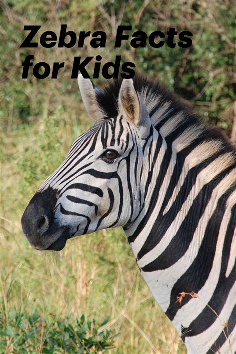 Amazing Zebra Facts For Kids Kids Play And Create Zebra Zebra Pictures Zebras