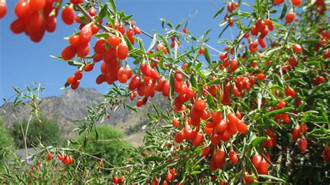 Red Goji Berry Linden Lane Farms