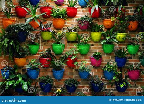 Potted Multicoloured Flowers On A Wall Stock Photo Image Of