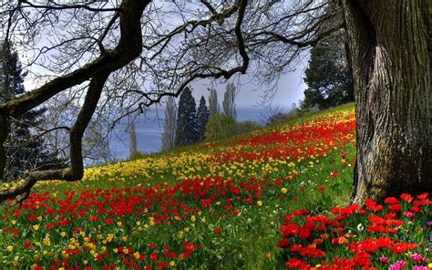 Colored Flowers Meadow Wallpaper 2560x1600 29719