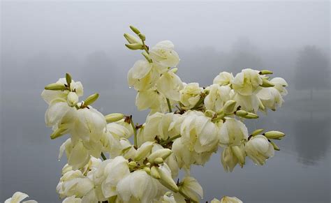 Check out our white flower bulbs selection for the very best in unique or custom, handmade pieces from our other greenery shops. 45 Types of White Flowers with Pictures | Flower Glossary
