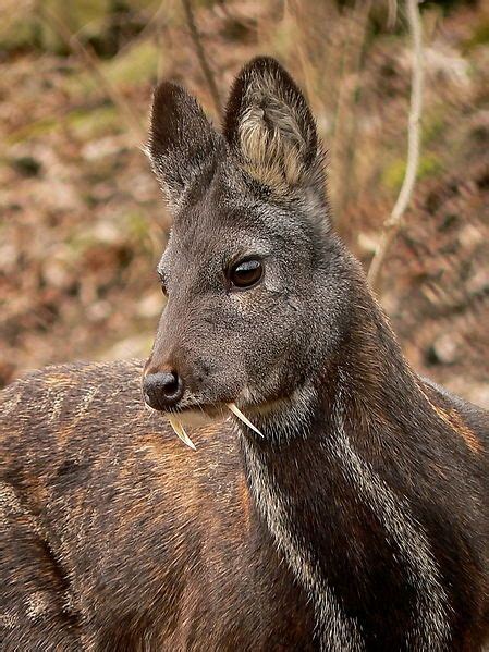 Animal names for babies are sure going to attract one and all alike. Sikkim Animals Name Musk Deer - Kasturi - Musk: Uses ...