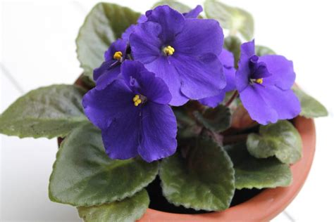 African Violet Flower Essence Serenity
